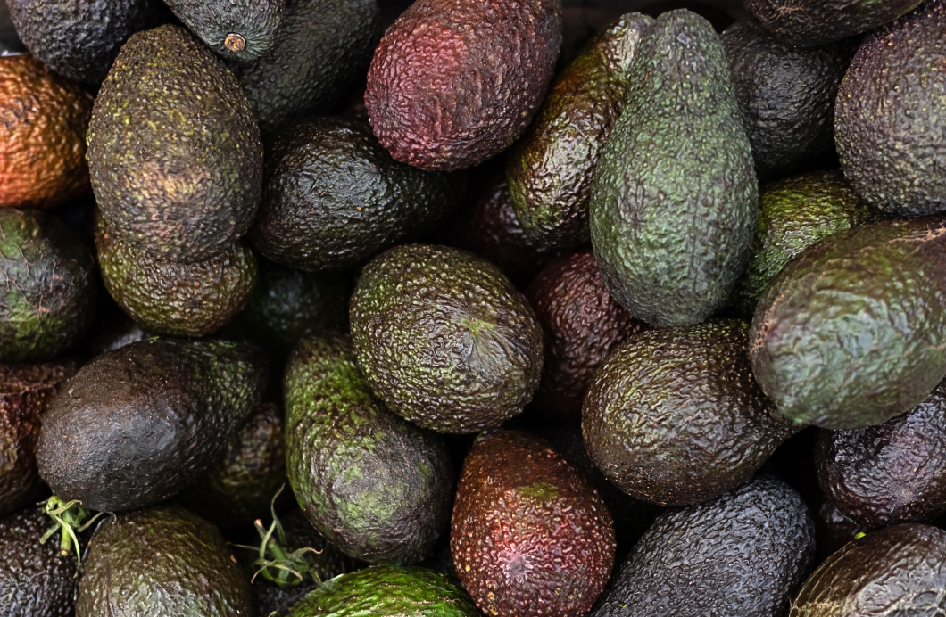 Hass and Fuerte avocado (Persea americana sp.) oils extracted by supercritical carbon dioxide: Bioactive compounds, fatty acid content, antioxidant capacity and oxidative stability. - Unalm