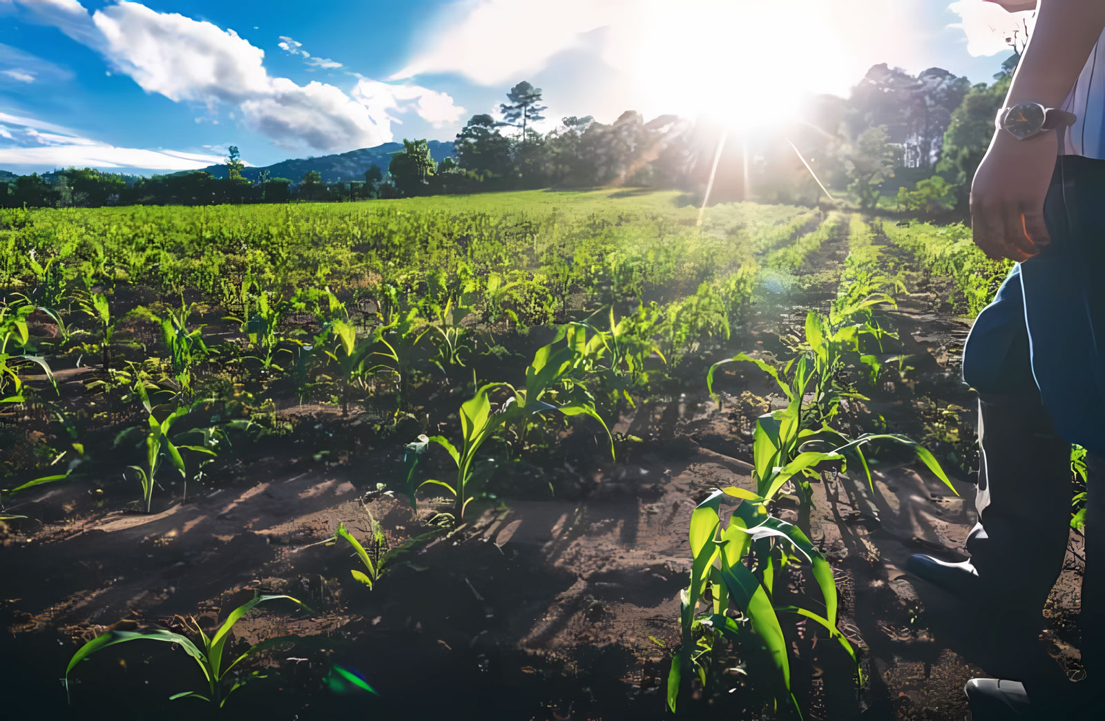Reunión anual de investigación de la Facultad de Agronomía – RAIFA 2025